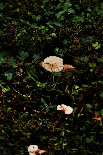 Orman zemininde yosun ve yonca yaprakları arasında büyüyen küçük yaban mantarları. Sonbahar atmosferini ve orman detaylarını gösteren loş doğal ışığa yakalanmış..