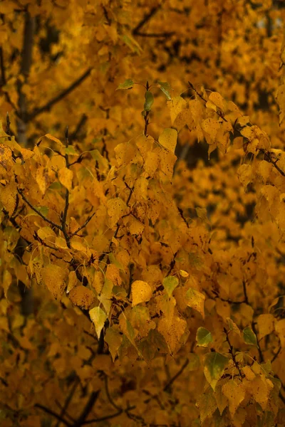 Altın sarısı sonbahar yapraklarıyla kaplı huş dallarının detaylı görüntüsü. Yumuşak ışık ve sığ alan derinliği mevsimin dokusunu ve rengini vurgular..