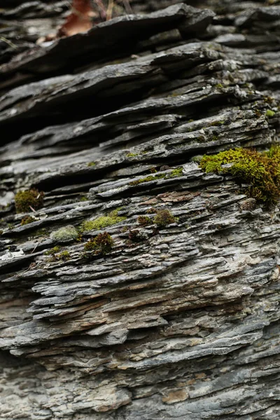 Altın sonbahar yapraklarıyla kaplı bir ormanın içinden geçen eğri asfalt bir yol. Sıcak tonlar ve yumuşak ışıkla huzurlu sonbahar manzarası.