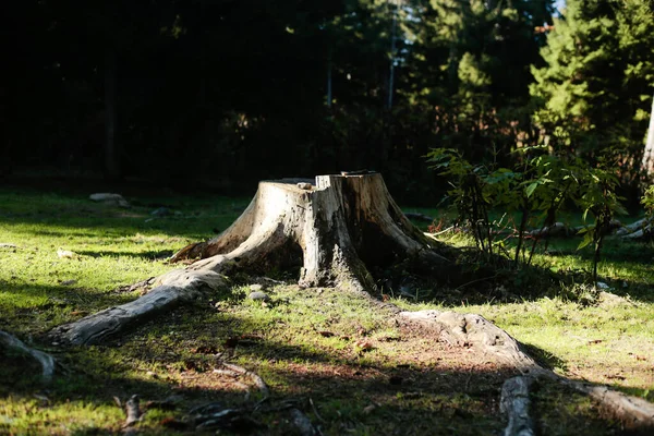 Çimen ve orman gölgeleriyle çevrili yıpranmış bir ağaç kütüğü, güneş ışığıyla yıkanmış. Kompozisyonda doğal dokular ve ormanın sakin atmosferi vurgulanıyor..