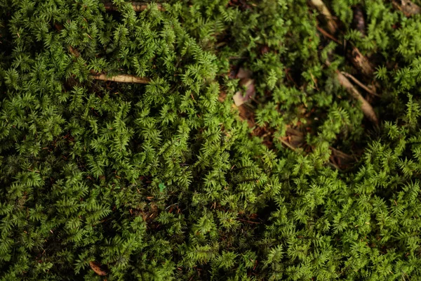 Yeri kaplayan yeşil orman yosunlarının detaylı makro dokusu. Küçük yaprakları ve yumuşak ışığı olan doğal organik yüzey barışçıl bir atmosfer yaratıyor..