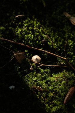 Yumuşak güneş ışığıyla aydınlatılan küçük narin bir mantar sessiz bir ormanda canlı yeşil yosunlar arasında büyür. Düşmüş dallar ve çam kozalakları etrafını sararak sakin ve samimi bir orman manzarası yaratıyor..