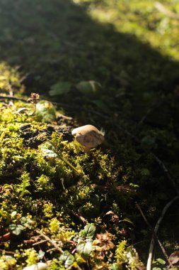 Orman zemininde yemyeşil yosunların arasında büyüyen minik mantarlar, sabah güneşiyle hafifçe aydınlatılıyor. Fotoğraf, ormanın küçük evreninin hassas detaylarını yakalıyor..