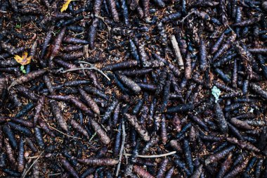 Orman zemininin detaylı dokusu koyu çam kozalakları, dallar ve iğnelerle kaplı. Zengin toprak tonları ve organik desenli sonbahar doğal arka planı.
