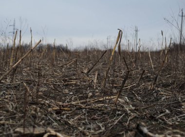 Kırık sazlıklar ve bitki kalıntılarıyla kaplı kuru bir tarlanın alçak açılı görüntüsü sonbahar ya da kış aylarında kalır. Sessiz renklerle ve bulutlu gökyüzüyle kasvetli kırsal alan.