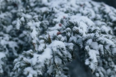 Close-up of evergreen pine branches covered with fresh snow during winter. Natural cold weather background with soft focus, calm atmosphere and seasonal nature details.