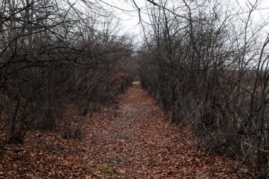 Yoğun yapraksız ormanın içinden geçen, tamamen düşen sonbahar yapraklarıyla kaplı sessiz, dar bir patika. Çıplak dallar doğal bir tünel oluşturarak, sonbahar sonlarında karamsar ve atmosferik bir manzara yaratırlar.