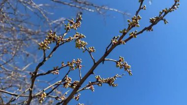 Açık mavi gökyüzüne karşı küçük bahar tomurcukları olan bir ağaç dalını kapatın. Taze mevsimsel büyüme ve doğal güneş ışığı yenilenmeyi ve yeni yaşamı sembolize eden asgari ve barışçıl bir doğa sahnesi yaratır. 4K