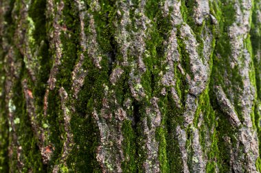 Ağaç kabuğunun detaylı dokusu kısmen parlak yeşil yosunlarla kaplı. Doğal organik arka plan ağaç gövdesinin kabataslak yüzeyini gösteriyor..
