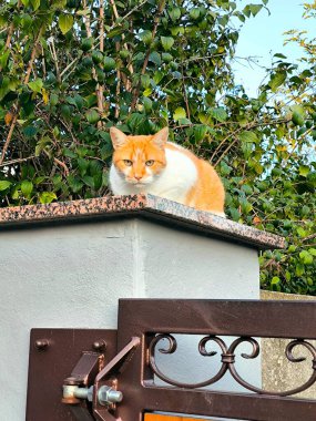 Kızıl ve beyaz bir kedi, yeşil bir çitin arka planına karşı taş bir kapı zemininde tembelce oturuyor. Kedide delici, özenli bir bakış var..