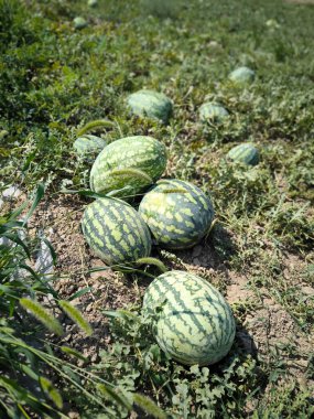 Belirgin yeşil çizgileri olan birkaç olgun karpuz sık yapraklar ve çimenlerin arasında kuru zeminde yatar. Fotoğraf, parlak, yakıcı güneşin altında bir çiftçi tarlasında çekildi..