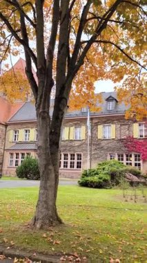 Neredeyse tamamen parlak kırmızı sarmaşıkla kaplı eski bir binanın sonbahar manzarası ve kompozisyonun ortasında altın yapraklardan oluşan bereketli bir taç ile tek başına bir ağaç duruyor..