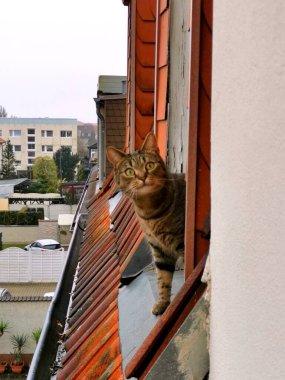 Bir tekir kedi tavan arasından ya da çatı penceresinden eğimli kiremitli çatıya bakar. Gözleri kocaman, şaşırmış ya da korkmuş gibi..