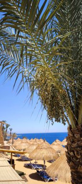 Hurma ağacının meyvesinin tomurcuğu sarkmış. Arka planda sazdan yapılmış şemsiyeleri ve parlak mavi denizi olan kumlu bir sahil görülebilir..