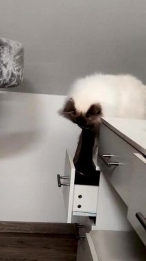 Kutsal Birman soyundan beyaz tüylü bir kedi beyaz bir çekmece üzerinde oturur ve bir çekmeceye bakar. Pençesiyle siyah bir nesneyi oradan çıkarmaya çalışır..