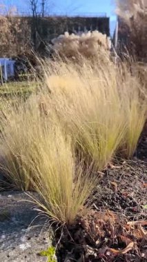 Süslü çimenlerin kulakları güneşli bir kış gününde güçlü bir rüzgarda güzel sallanır..