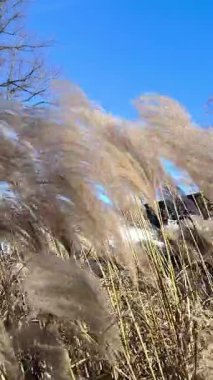 Süslü çimenlerin kulakları güneşli bir kış gününde güçlü bir rüzgarda güzel sallanır..