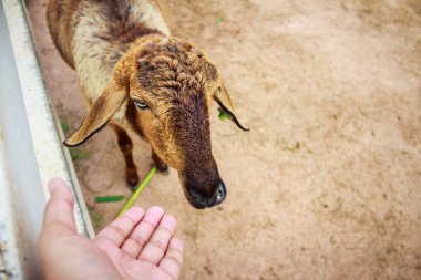 Kuzuların Bakımı besleniyor
