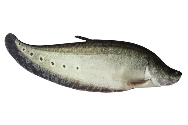 Strakaté knifefish nebo chitala ornata izolované na pozadí bílou — Stock fotografie