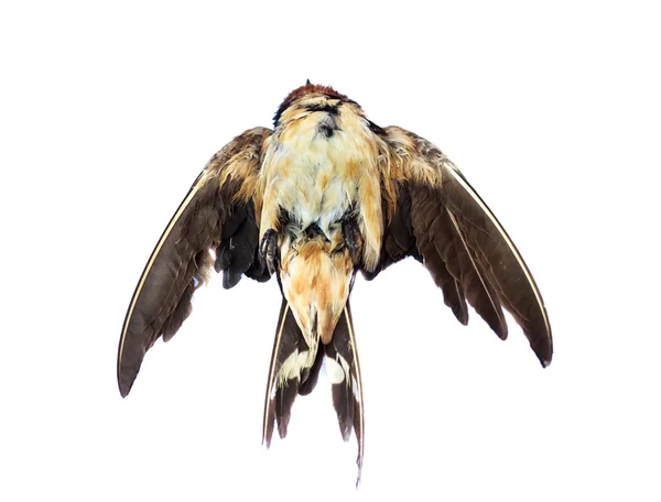 Fondo pájaro muerto en la naturaleza, pájaro muerto aislado en blanco . — Foto de Stock