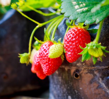 çilek bir pot Bush