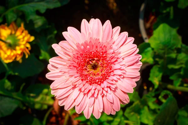 Fiori rosa e bianchi — Foto Stock