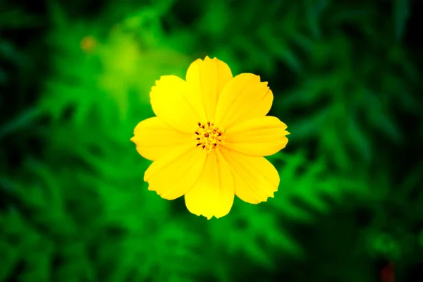 Bellissimo fiore giallo — Foto Stock