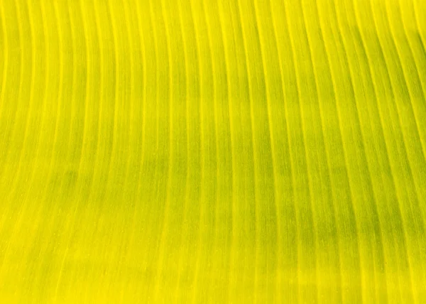 Taze yeşil yaprağın arka plan dokusu.