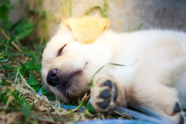 Golden little puppy lying on lawn — Stock Photo, Image