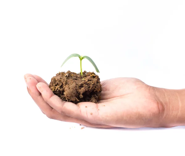 Male hand hold a small sprout and an earth handful isolated on a — Stock Photo, Image