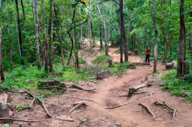 Phu Kradueng, Tayland 'da orman yolu