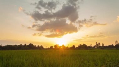 Tayland 'da günbatımı pirinç tarlasında kırsal zaman aşımı