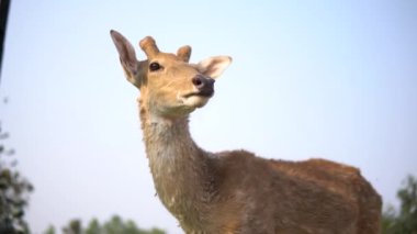 Yüzüne yakın bir geyik.