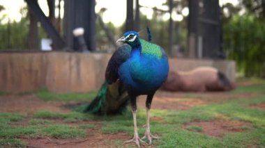 Güzel tavus kuşu. Renkli. Yakın plan.