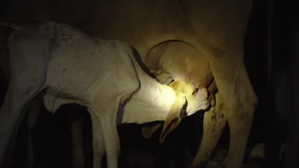 小牛犊在晚上吸吮妈妈的奶 — 图库视频影像