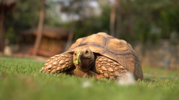 Stor Skildpadde Kæmpe Skildpadde Spiste Lækkert Med Glæde – Stock-video