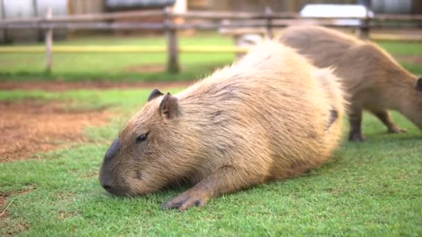 カピバラ属 Capybara カピバラ属の大きなげっ歯類で 世界最大のげっ歯類です — ストック動画