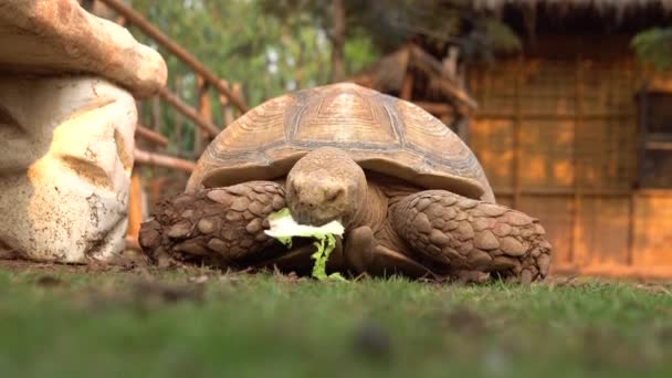 Big Old Turtle Giant Tortoise Eating Deliciously Joy — Stock Video