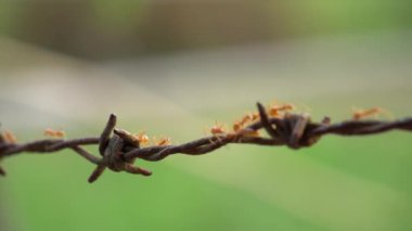 Kırmızı karınca yeşil zemin ile döşenmiş paslı dikenli dikenli yolda yürüyor.