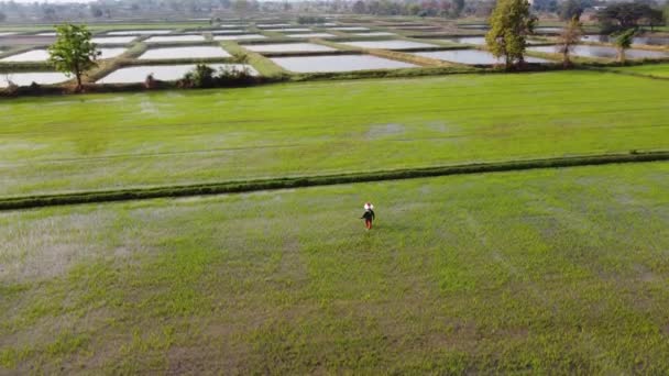 Υψηλή Γωνία Αγρότης Πασπαλίζει Λίπασμα Στο Ρύζι — Αρχείο Βίντεο