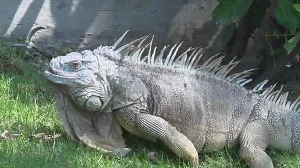 アメリカイグアナ American Iguana イグアナ科イグアナ属のトカゲの爬虫類である 亜科イグアナ科では — ストック動画