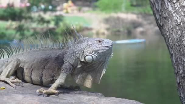 Yeşil Iguana Iguanagiller Iguana Familyasından Bir Sürüngen Türü Alt Familya — Stok video