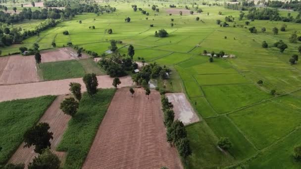 Letecký Pohled Zemědělství Rýžových Polích Pro Pěstování Venkovské Oblasti — Stock video