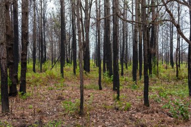 Tayland 'da Loei' deki Pine Ormanı Phu Kradueng Dağı yakıldıktan sonra yeniden dirildi..