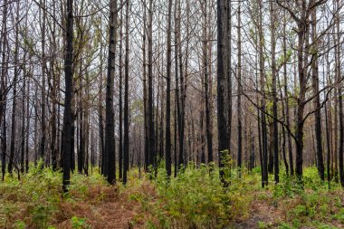 Tayland 'da Loei' deki Pine Ormanı Phu Kradueng Dağı yakıldıktan sonra yeniden dirildi..