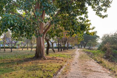 Parktaki Bodhi ağacı. Akşamları ortalık sessizdi, insan yoktu..