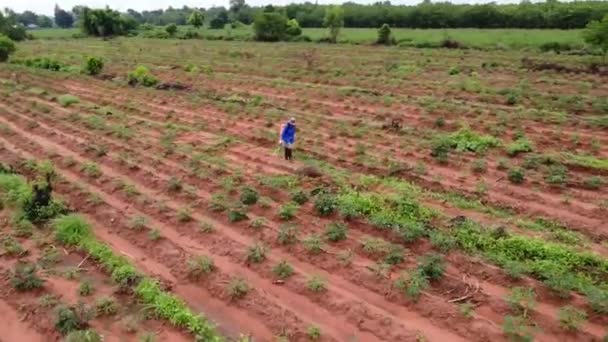 Vedere Aeriană Înaltă Fermierii Pulverizează Pesticide Câmpurile Casava Îndepărtează Buruienile — Videoclip de stoc