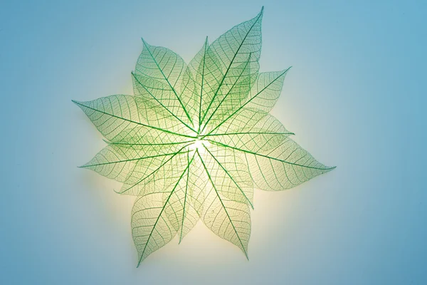 Green leaves meridians — Stock Photo, Image