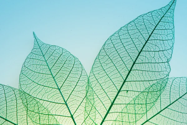 Gröna blad meridianer — Stockfoto