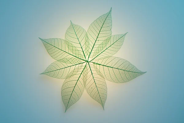 Green leaves meridians — Stock Photo, Image